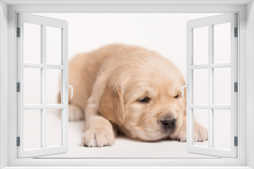Fototapeta Naklejka Na Ścianę Okno 3D - Golden Retriever dog on a white background