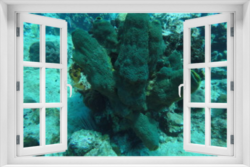 Fototapeta Naklejka Na Ścianę Okno 3D - Coral on the seabed