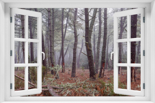 Fototapeta Naklejka Na Ścianę Okno 3D - Bosque de pino negral en invierno con aprovechamiento de resina. Pinus pinaster.