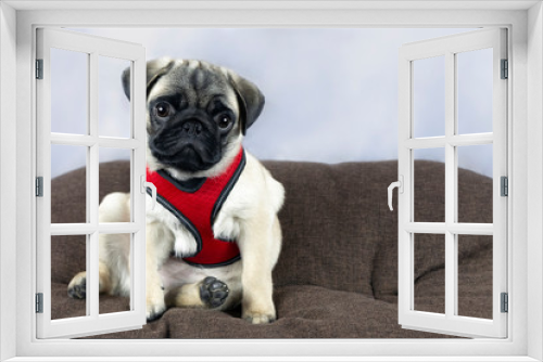 Fototapeta Naklejka Na Ścianę Okno 3D - Pug puppy in a red harness sits on a brown pillow