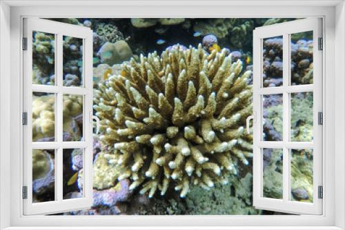 Fototapeta Naklejka Na Ścianę Okno 3D - colorful coral reef in thailand