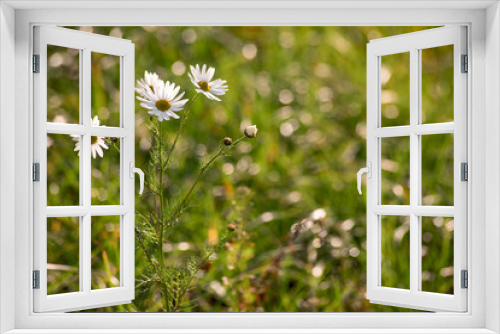 Fototapeta Naklejka Na Ścianę Okno 3D - Chamomile in a green field