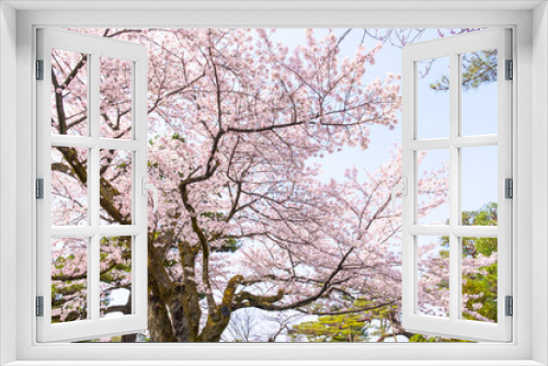 Fototapeta Naklejka Na Ścianę Okno 3D - Sakura cherry blossoms tree in garden against sunny sky background ,sakura turn soft  pink full bloom in sunshine day in spring season in outdoor park ,Japan.