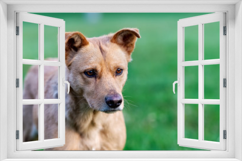 Fototapeta Naklejka Na Ścianę Okno 3D - Portrait of a sad stray dog