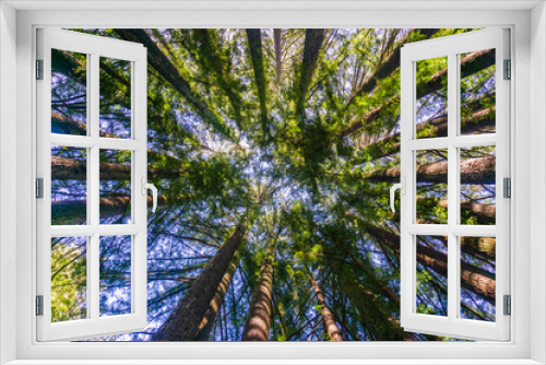 Fototapeta Naklejka Na Ścianę Okno 3D - Redwood forest, California