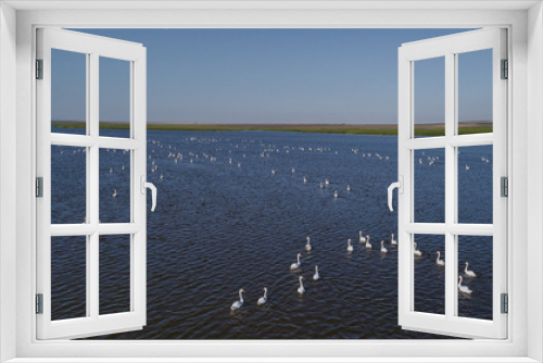 Fototapeta Naklejka Na Ścianę Okno 3D - white swans in Danube Delta, Romania