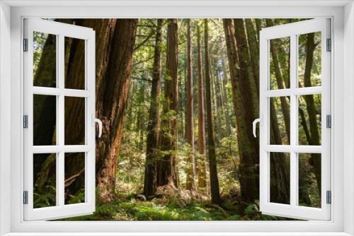 Fototapeta Naklejka Na Ścianę Okno 3D - Redwood trees (Sequoia sempervirens) forest, California