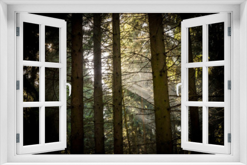Fototapeta Naklejka Na Ścianę Okno 3D - Forcus on sunbeams through a fir forest.