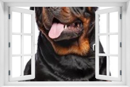 Fototapeta Naklejka Na Ścianę Okno 3D - Rottweiler Dog  Isolated  on White Background in studio