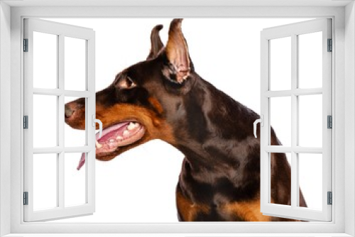 Fototapeta Naklejka Na Ścianę Okno 3D - Doberman Dog  Isolated  on White Background in studio