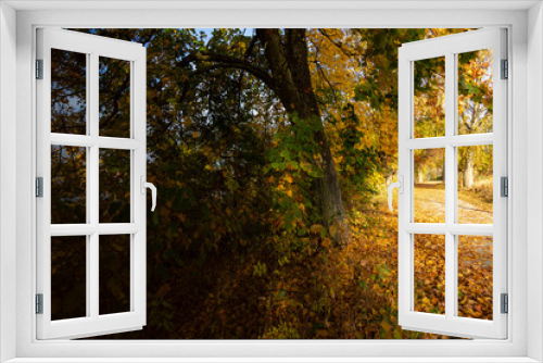 Fototapeta Naklejka Na Ścianę Okno 3D - Beautiful autumn landscape. Colorful autumn trees. Sunrise in autumn.