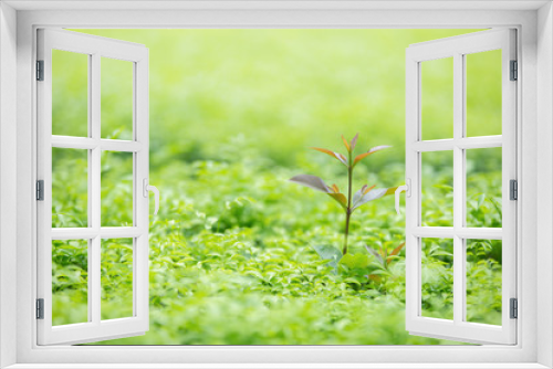 Fototapeta Naklejka Na Ścianę Okno 3D - Green nature background