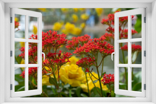 Fototapeta Naklejka Na Ścianę Okno 3D - Flowers caesalpinia In the garden