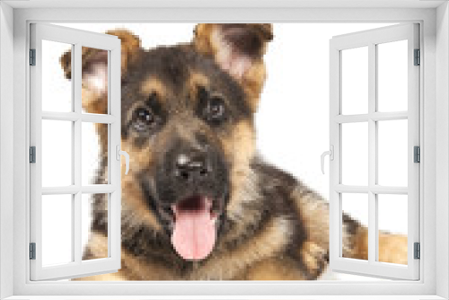 Fototapeta Naklejka Na Ścianę Okno 3D - german shepard dog