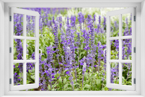 Fototapeta Naklejka Na Ścianę Okno 3D - Colorful Blossom Flower