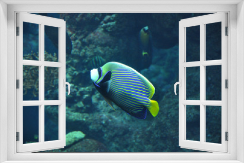 Fototapeta Naklejka Na Ścianę Okno 3D - Emperor Angelfish