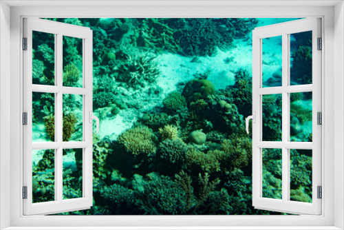 Fototapeta Naklejka Na Ścianę Okno 3D - A thriving,healthy coral reef covered in hard corals, soft coral with abundant fish life. toned.