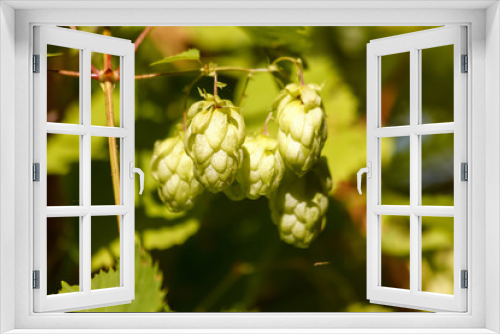 Fototapeta Naklejka Na Ścianę Okno 3D - Green fresh hops cones for making beer and bread close-up, agricultural background, hops cones detail in hops field
