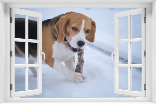 Fototapeta Naklejka Na Ścianę Okno 3D - Beagle dog on a walk in a beautiful snow-covered Park