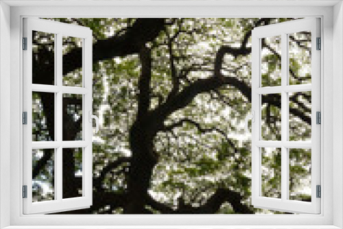 Fototapeta Naklejka Na Ścianę Okno 3D - tree canopy