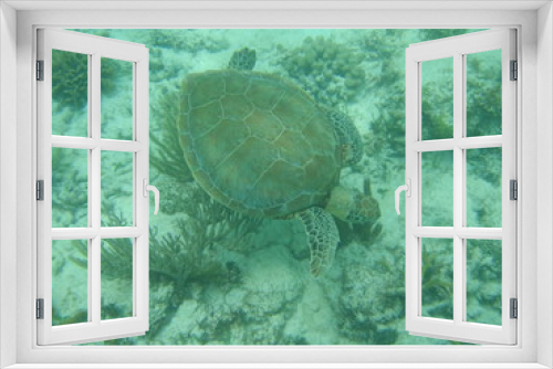 Fototapeta Naklejka Na Ścianę Okno 3D - Akumal,Mexico Summer/Undrewater Sea Turtle.