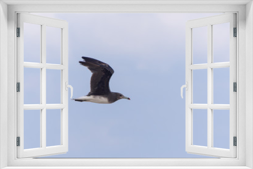Fototapeta Naklejka Na Ścianę Okno 3D - A Sooty Gull Flying through the sky (larus hemprichii) in Muscat, Oman.