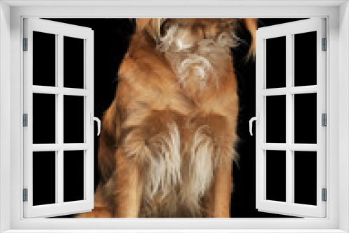 Fototapeta Naklejka Na Ścianę Okno 3D - beautyful mixed breed dog sitting in a dark background