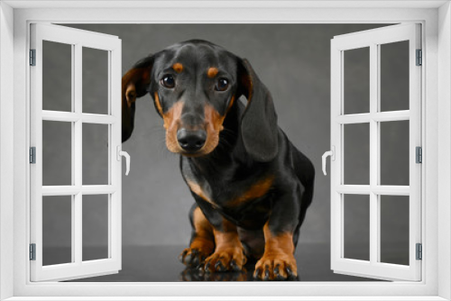 Fototapeta Naklejka Na Ścianę Okno 3D - short hair puppy dachshund portrait in gray background