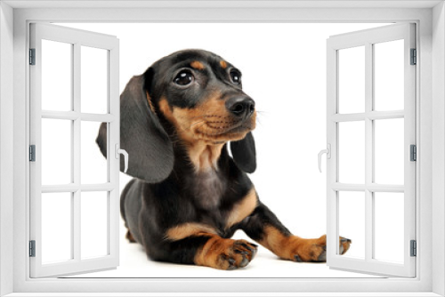 Fototapeta Naklejka Na Ścianę Okno 3D - puppy shor hair dachshund relaxing in studio