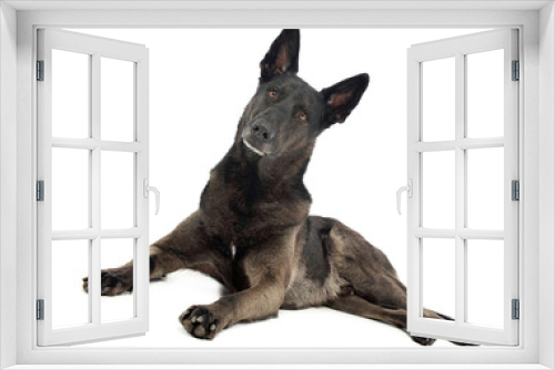 Fototapeta Naklejka Na Ścianę Okno 3D - Mixed breed dog in a photo studio