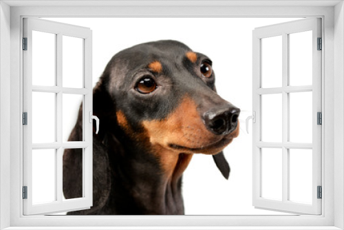 Fototapeta Naklejka Na Ścianę Okno 3D - Portrait of an adorable Dachshund dog