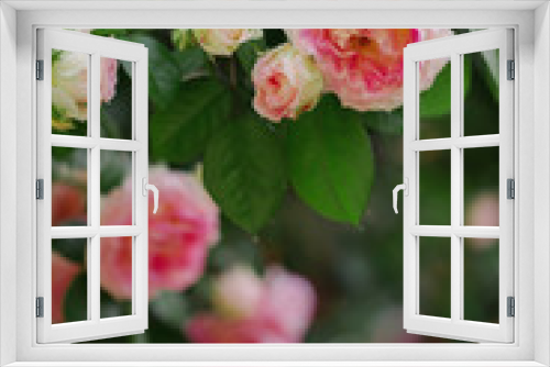 Fototapeta Naklejka Na Ścianę Okno 3D - Beautiful pink roses in a summer garden.