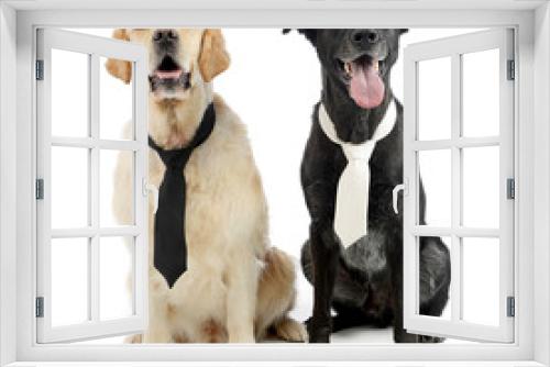 Fototapeta Naklejka Na Ścianę Okno 3D - Studio shot of two adorable mixed breed dog wearing a tie