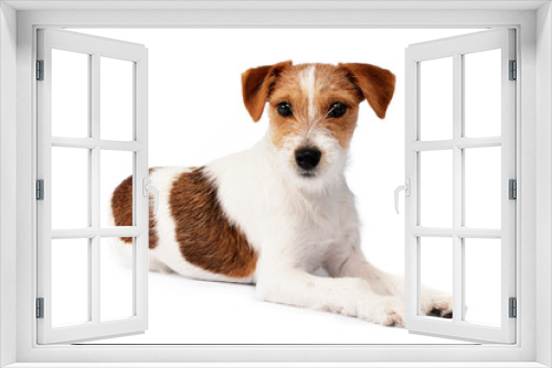 Fototapeta Naklejka Na Ścianę Okno 3D - Studio shot of an adorable Jack Russell Terrier