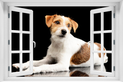 Fototapeta Naklejka Na Ścianę Okno 3D - Studio shot of an adorable Jack Russell Terrier