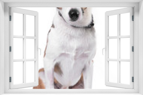 Fototapeta Naklejka Na Ścianę Okno 3D - Studio shot of an adorable mixed breed dog
