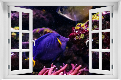 Fototapeta Naklejka Na Ścianę Okno 3D - macro fish Zebrasoma xanthurum