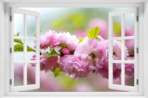 Fototapeta Naklejka Na Ścianę Okno 3D - A branch of beautiful pink cherry blossoms in Japan. Horizontal photography