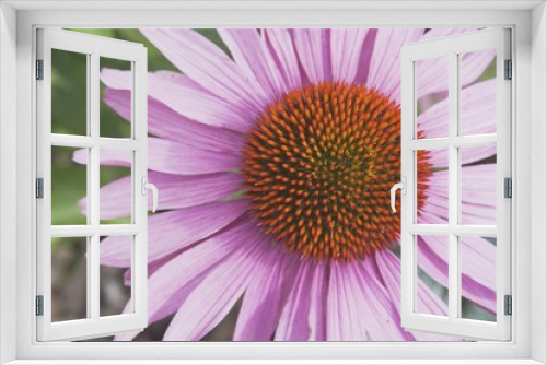 Fototapeta Naklejka Na Ścianę Okno 3D - Echinacea Flower (Echinacea Pallida)