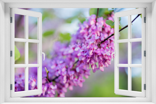 Fototapeta Naklejka Na Ścianę Okno 3D - Beautiful lilac. Incredible purple lilac flowers. Spring and summer