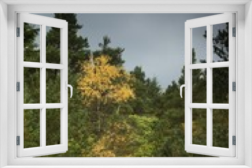 Fototapeta Naklejka Na Ścianę Okno 3D - Leaves Of Trees Changing Color