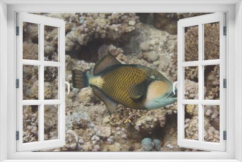 Fototapeta Naklejka Na Ścianę Okno 3D - Titan Triggerfish in Red Sea