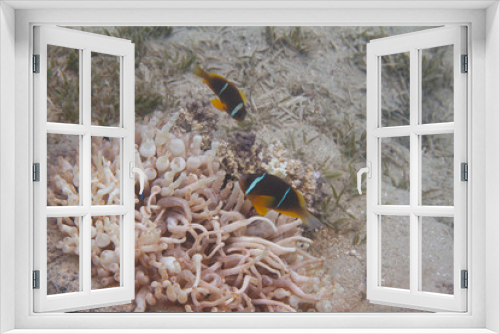 Fototapeta Naklejka Na Ścianę Okno 3D - Red Sea Anemonefish in Bubble-Tip Anemone