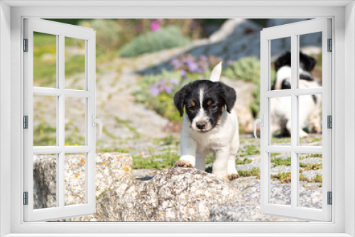 Fototapeta Naklejka Na Ścianę Okno 3D - Small charming Jack Russell 7,5 weeks old old. dog puppy standing outdoor in the garden in summer.