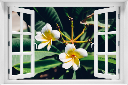 Fototapeta Naklejka Na Ścianę Okno 3D - White frangipani flowers