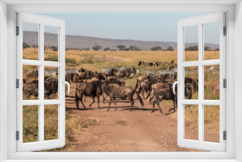 Fototapeta Naklejka Na Ścianę Okno 3D - a herd of Gnu in Serengeti 
