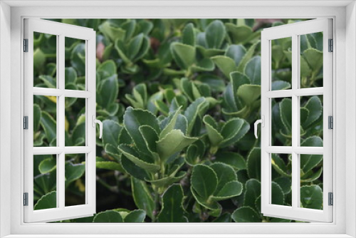 Fototapeta Naklejka Na Ścianę Okno 3D - plante verte
