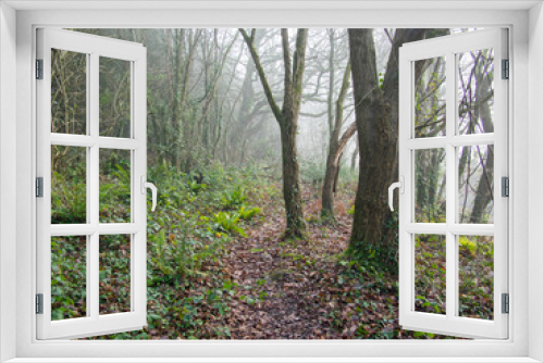 Fototapeta Naklejka Na Ścianę Okno 3D - woodland forest shrouded in fog deep in the Devon countryside