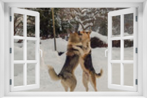 Fototapeta Naklejka Na Ścianę Okno 3D - Dog waltz