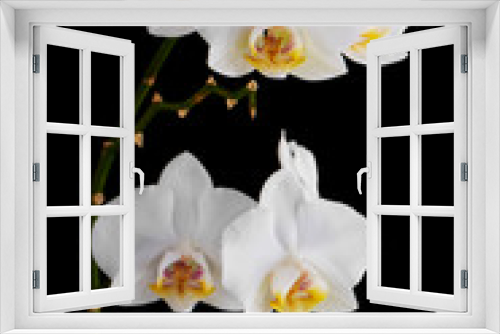 Fototapeta Naklejka Na Ścianę Okno 3D - Orchids flowers on banch isolated on black background.